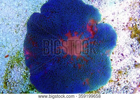 Blue Colorful Carpet Sea Anemone - Stichodactyla Haddoni
