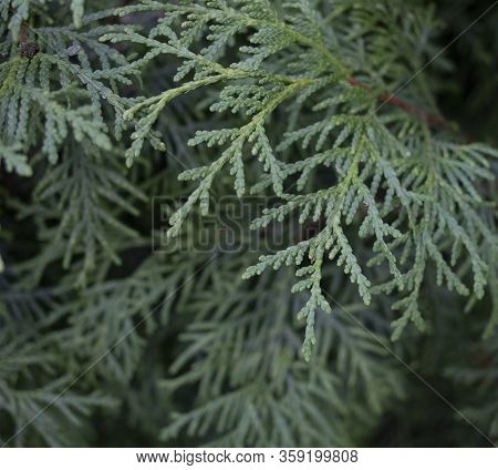 A Close-up Photo Of The Chinese Thuja Leaves, Whose Latin Name Is Thuja Sutchuenensis. Close Up.