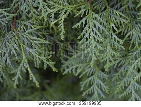 A Close-up Photo Of The Chinese Thuja Leaves, Whose Latin Name Is Thuja Sutchuenensis. Close Up.