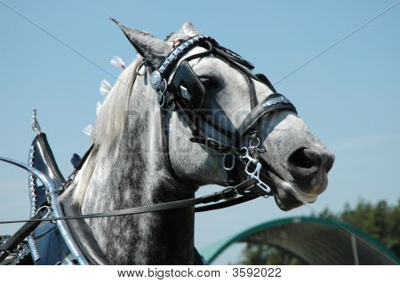 Pferd