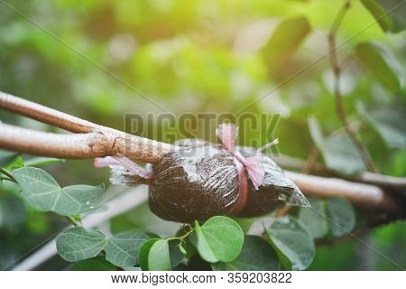 Closed Up Of Method To Graft Plant Or Tree To Grow Faster Background.