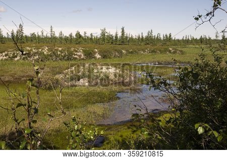 Swamp In The Green Meadow And Forest Far Away. Marsh, Bog,  Morass, Fen, Backwater, Mire, Slough... 