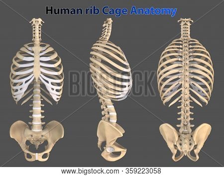 Rib Cage Or Thoracic Cage Is The Arrangement Of Ribs Attached To The Vertebral Column And Sternum In