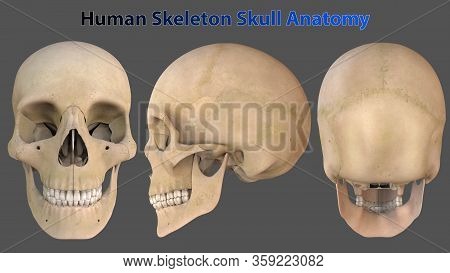 Skull Is A Bony Structure That Forms The Head In Vertebrates. It Supports The Structures Of The Face
