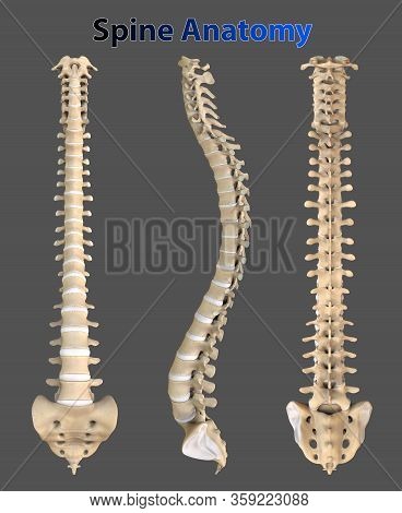 Spine Is Made Of 33 Individual Bones Stacked One On Top Of The Other. This Spinal Column Provides Th