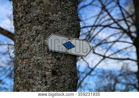 Direction Signs On Trees In The Forest