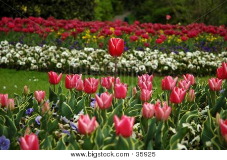 Tulipani