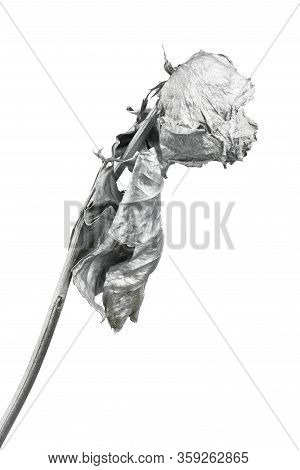 Silver Rose Isolated On White. Silver Dried Flower Head, Romance Concept. High Resolution Photo. Ful