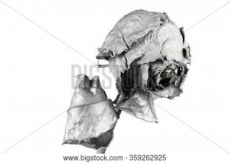 Silver Rose Isolated On White. Silver Dried Flower Head, Romance Concept. High Resolution Photo. Ful