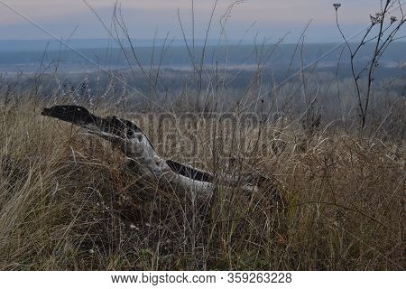 Beautiful Autumn Landscape In The Evening. Dry Grass On A Hill And A Piece Of Burned Wood Close Up I