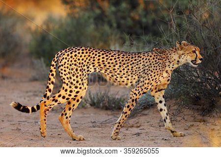 The Cheetah (acinonyx Jubatus) Walking Through The Grass At Sunset Among Trees. African Cat In The E