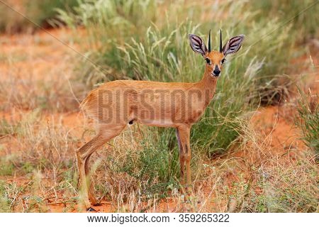 The Steenbok (raphicerus Campestris) Is Hidden In Bush. Small Antelope In The Red Dune.