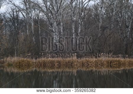 Beautiful Autumn Landscape. Poplar Trees On The Opposite Bank Of The River. Deep Autumn. A Moody Cal