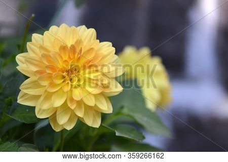 Helsinki, Finland, July, 22, 2014. Yellow Chrisanthemum In Green Leaves Background