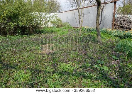 Flowering In The Spring Garden. Carpet Of Flowers. Lamium Purpureum