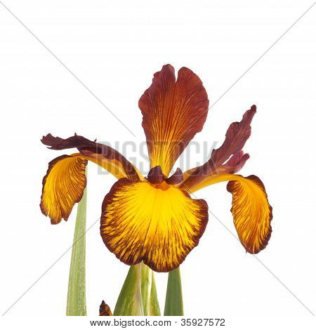 Einzelne Blume TÃ¤nnelkraut IRIS isoliert auf weiss