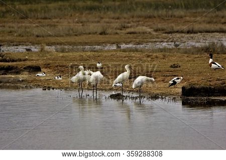 Group Of Spoonbills , Keyhaven Nature Reserve, Hampshire, Uk