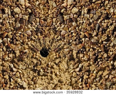 Taureau australien fourmis nichent entrée en Granite Texture