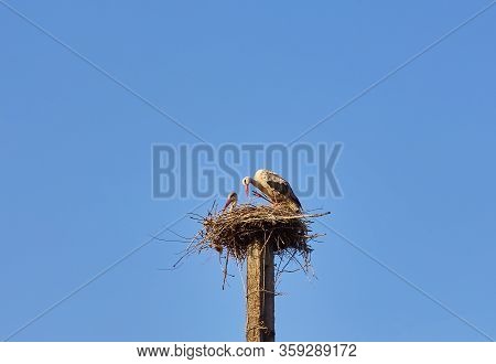White Stork On A Nesting Pole On A Sunny, Spring Day