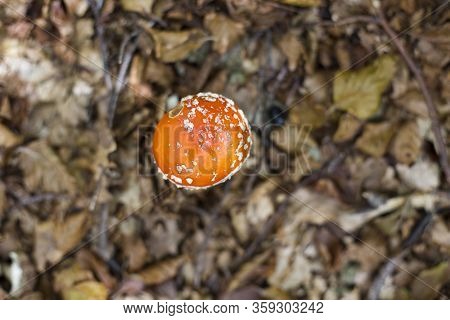 Specimen Of Fly Agaric In An Autumn Mountain Forest.
