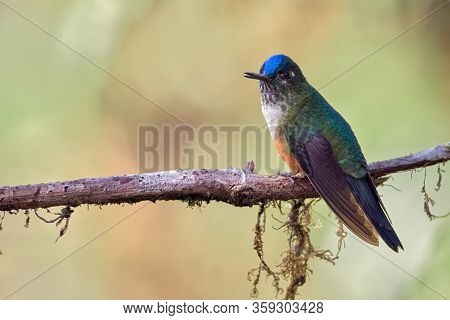 Beautiful Female Of Hummingbird Resting On A Dry Branch