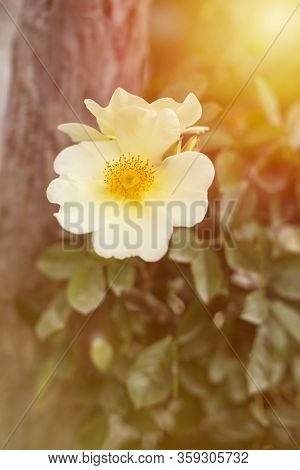 Close Up Portrait Of The White Dog Rose Flower In A Park
