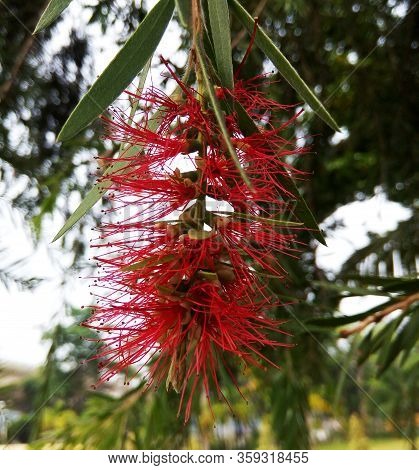 Red Tropical Flower Callistemon In India, Kochi