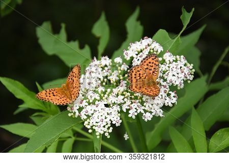 Twin-spot Fritillary Butterfly, Brenthis Hecate, Butterfly In The Grass