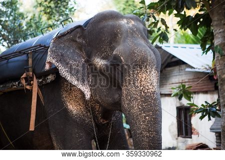 Elephant In The Tropical Jungles Of India, Kerala. An Elephant Stands Among The Eaten Bamboo Stalks