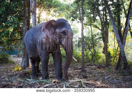 Elephant In The Tropical Jungles Of India, Kerala. An Elephant Stands Among The Eaten Bamboo Stalks