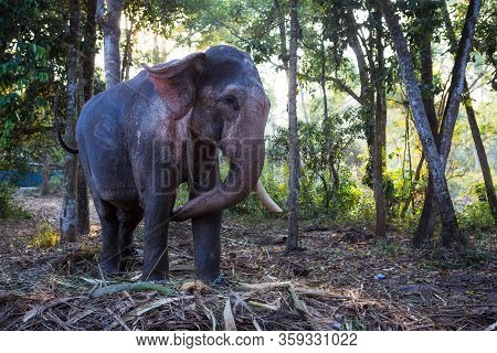 Elephant In The Tropical Jungles Of India, Kerala. An Elephant Stands Among The Eaten Bamboo Stalks