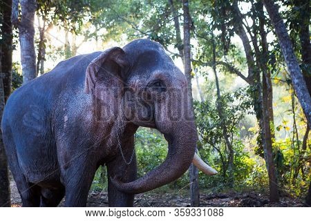 Elephant In The Tropical Jungles Of India, Kerala. An Elephant Stands Among The Eaten Bamboo Stalks