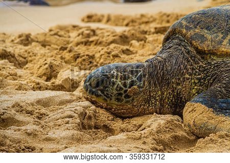 A Close Up Of A Hawaiian Green Sea Turtle Lounging In The Sand On Laniakea Beach.