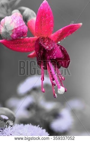 Macro Shot Of A Pink Fuchsia Flower Covered In Dew Droplets