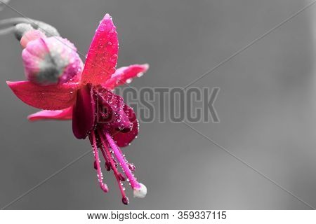 Macro Shot Of A Pink Fuchsia Flower Covered In Dew Droplets