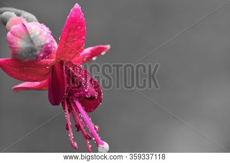 Macro Shot Of A Pink Fuchsia Flower Covered In Dew Droplets
