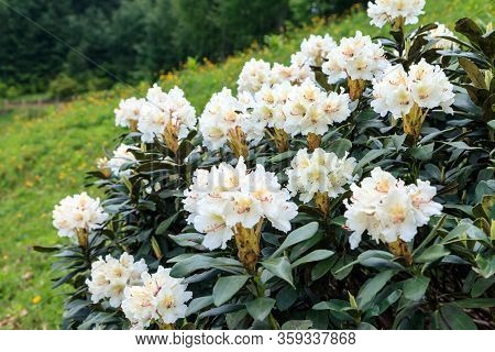 Close Up Of Rhododendron Caucasicum In Bloom In Caucasus Mountains
