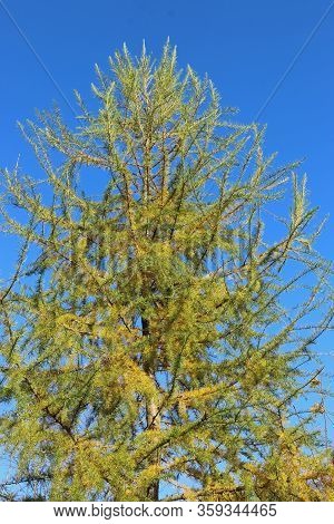 Larch, Larix Decidua, Tree Turning Yellow And Losing The Leaves In The Autumn With A Background Of B