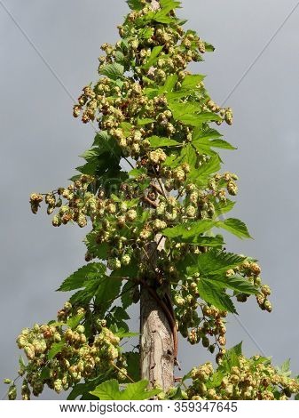 Hop Plant With Mature Cones Or Strobiles - Green With Brown Specks - Seen From Below Against Dark Cl