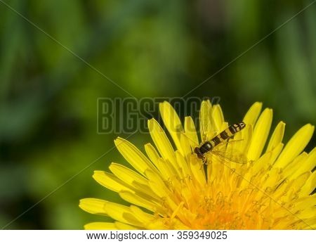 Bee Working On Yellow Dandelion Flower Head