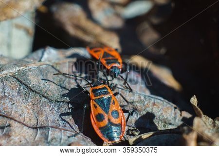 Spring, Bedbugs Of Soldiers On Dry Leaves Of A Tree