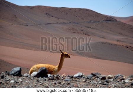 Beautiful Vicuña On The Side Of The Road, La Casualidad, Salta, Argentina.