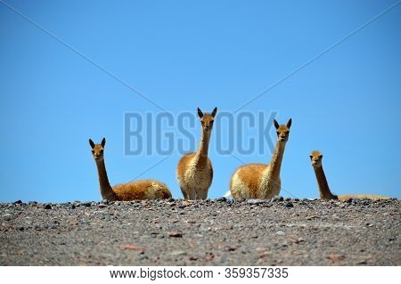 Beautiful Vicuñas On The Side Of The Road, La Casualidad, Salta, Argentina.