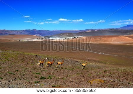 Vicuñas Prowl Around The La Casualidad Mine. Salta, Argentina.