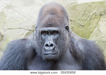 Silverback gorila