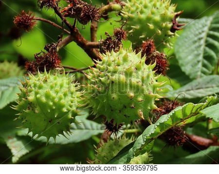 Horse Chestnut - Aesculus Hippocastanum - Maturing Spikey Green Shells Growing Bigger, Close Up On A