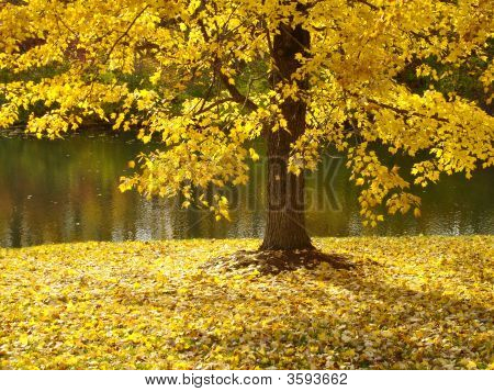 Caída de árbol en amarillo