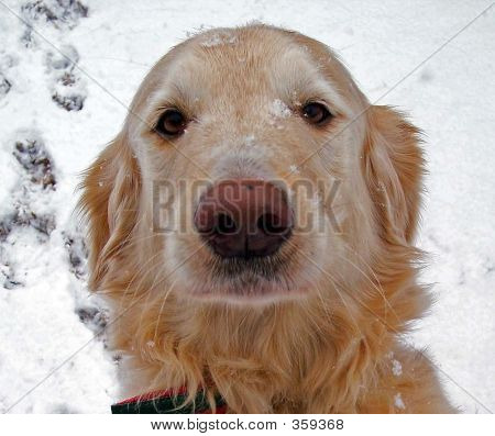 Sammy