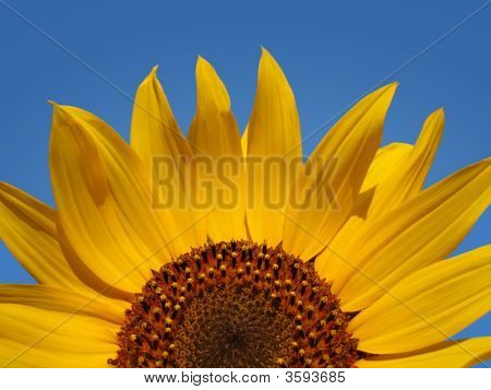 Girasol Close Up