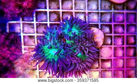 Duncanopsammia Is A Large Polyp Stony (lps) Coral - Duncanopsammia Axifuga